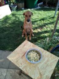 Maybe you would like to learn more about one of these? Cibi Adatti Ai Cani Gli Ingredienti Della Cucina Casalinga Per Cani