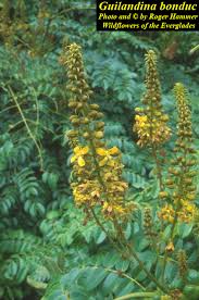 Image result for Guilandina bonduc