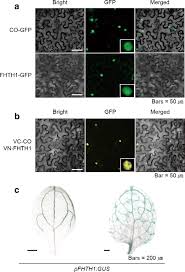 Semantic scholar profile for sy lim, with 9 highly influential citations and 4 scientific research papers. Flowering Hth1 Is Involved In Constans Mediated Flowering Regulation In Arabidopsis Springerlink