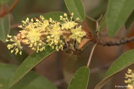 Image result for Croton gratissimus