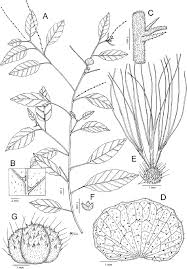 Image result for Paranecepsia alchorneifolia