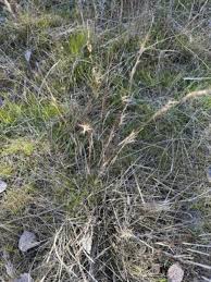 Image result for Aristida