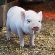 African Pig