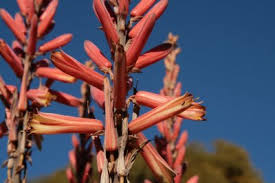Image result for Aloe aculeata × globuligemma