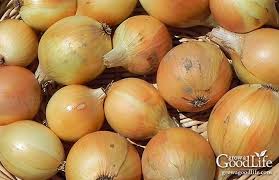 When is the best time to plant a salsa garden. How To Grow A Salsa Garden