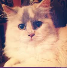 mishacat showmecats thecutie cats show me cats beautiful cats