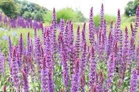 Einige arten machen aber auch im staudenbeet eine gute figur. Ziersalbei Salvia Nemorosa Pflege Anleitung Gartenlexikon De