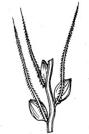 Image result for Setaria