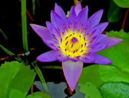 Maybe you would like to learn more about one of these? Planting A Garden With Purple Tropical Flowers Dengarden