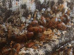 Fleas & bed bugs included. Bed Bug Pest Control Services Jacksonville Fl Termite Control