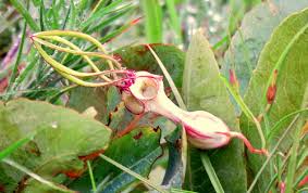 Image result for Ceropegia albipilosa