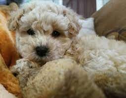 Whether you're on the east coast like this breeder or on the other side of the us, puppy kisses can bring you your maltipoo puppy. View Ad Maltipoo Puppy For Sale Near Virginia Chesapeake Usa Adn 106762