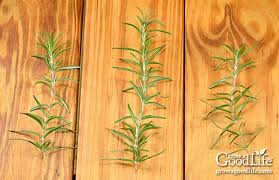 Image result for rosemary cuttings