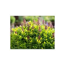 Diptam Der Brennende Busch Am Sonnenhang Gartenwissen In 2020 Brennender Busch Blumenwiese Anlegen Blumen Wiese