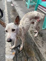 I found this poor dog wandering the streets of Pasig (near Kenneth area).  He is very skinny, weak, and has a painful open wound on his back. I wish I  could take