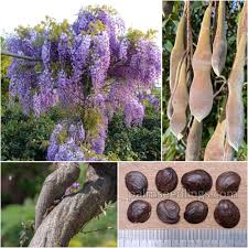 Image result for Wisteria sinensis