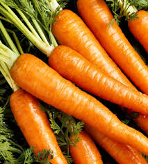 carrot plants ile ilgili görsel sonucu