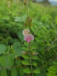 Image result for Tephrosia interrupta