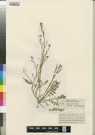 Image result for Rorippa nudiuscula