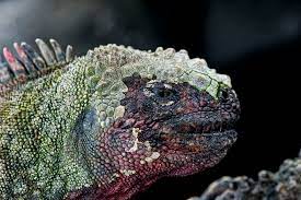 Hood Marine Iguana Face Jpg 4256 2832 Marine Iguana Iguana Marine