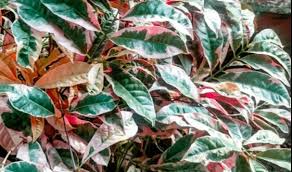 Image result for Excoecaria