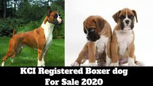 Bring a puppy to be your companion. Boxer Puppies For Sale In Northern Ca 07 2021