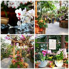 Palmenhaus Orchideen Garten Orchideen Palmenhaus