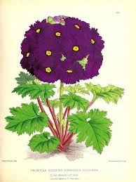 Antique Botanical Print Purple Primrose Illustration Digital Download Antique Botanical Print Botanical Prints Botanical Art