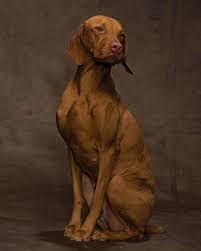 So for those who are interested in exploring ohio with a furry traveling companion, be sure you visit columbus, ohio! Vizsla Martha Stewart Pets Vizsla Hund Vizsla Gluckliche Hunde