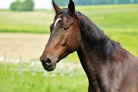 Petplan - Horses are grazing animals and will typically spend ...