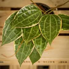 Image result for Carvalhoa macrophylla