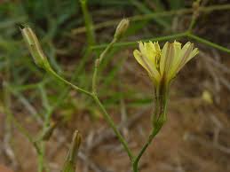 Image result for Launaea cornuta