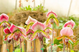 Image result for Paphiopedilum