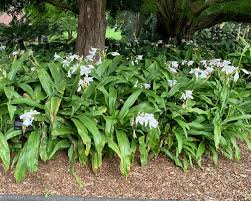 Image result for Crinum moorei