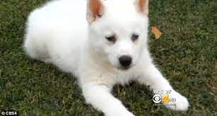 Internet Scams Luring In People With Promises Of Cute Puppies Daily Mail Online