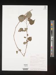 Image result for Impatiens eryaleia