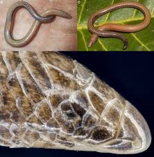 Image result for Berlinia orientalis