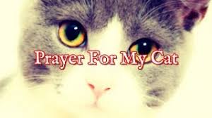 Thank you for the memories that we can recall to brighten our days for the rest of our lives. Prayer For Cats Prayers For Cat Healing Health And Blessing Youtube