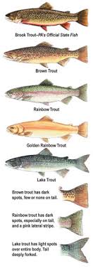 Summary Book Trout Fishing Regulations