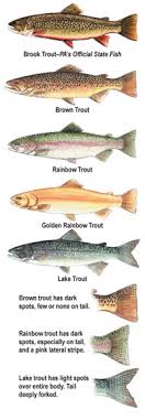 summary book trout fishing regulations