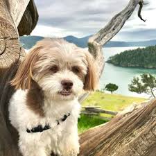 Visitors gallagher havanese akc in oregon anjali gallagher 578 n. Havanese Shih Tzu Mix Petfinder