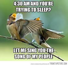 Birds Outside My Window Meme Every Single Morning Funny Birds Funny Pictures The Funny