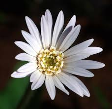 Image result for Gerbera viridifolia