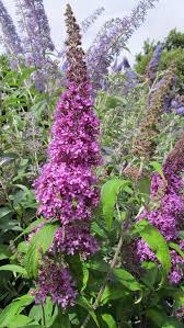 Maybe you would like to learn more about one of these? The Buddleja Garden Buddleia Davidii Cultivars