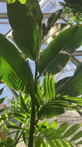 Image result for Renealmia