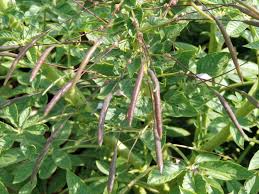 Image result for Cleome houtteana