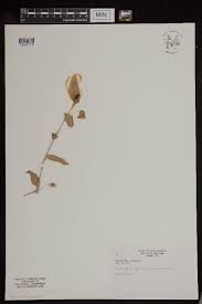 Image result for Commelina zambesica