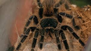 However, asian and african tarantulas have more painful venoms, and have consequences that require more care. How To Treat A Tarantula Bite Pet Tarantulas Youtube