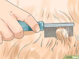 Finding the way in which your small dog likes to be brushed really is the best way to keep them happy. How To Brush A Long Haired Dog With Pictures Wikihow