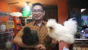 Check spelling or type a new query. Asn Di Sidoarjo Raup Untung Belasan Juta Ternak Ayam Hias